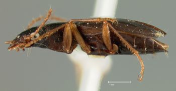 Media type: image;   Entomology 7176 Aspect: habitus lateral view